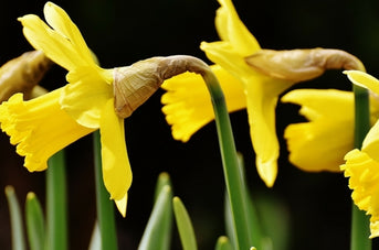 Community Fund for Wales - Special Edition