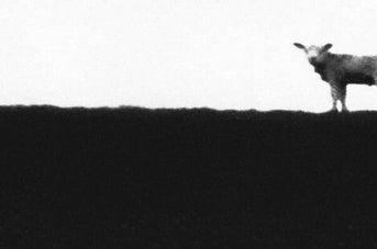 the art of moving sheep
