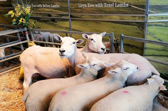 Melin Tregwynt at NSA Welsh Sheep 2025