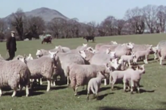 Border Weave - a 1941 film